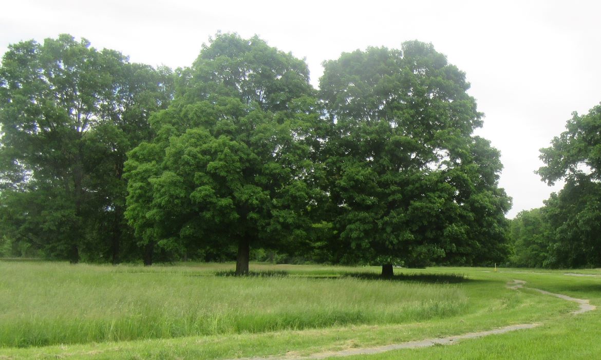 Woodland and meadow in Eliza Howell Park