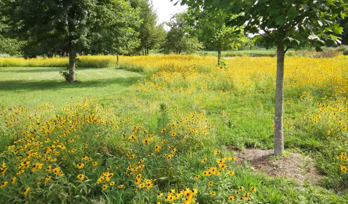 Trees and flowers in a meadow