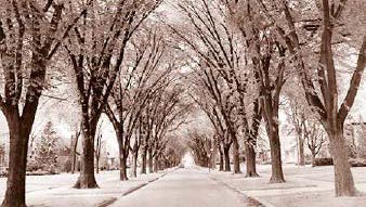 A black and white image of Archdale street circa 1957