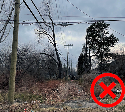 An image of the sky to ground clearing of two trees in a alleyway on Grixdale Street.